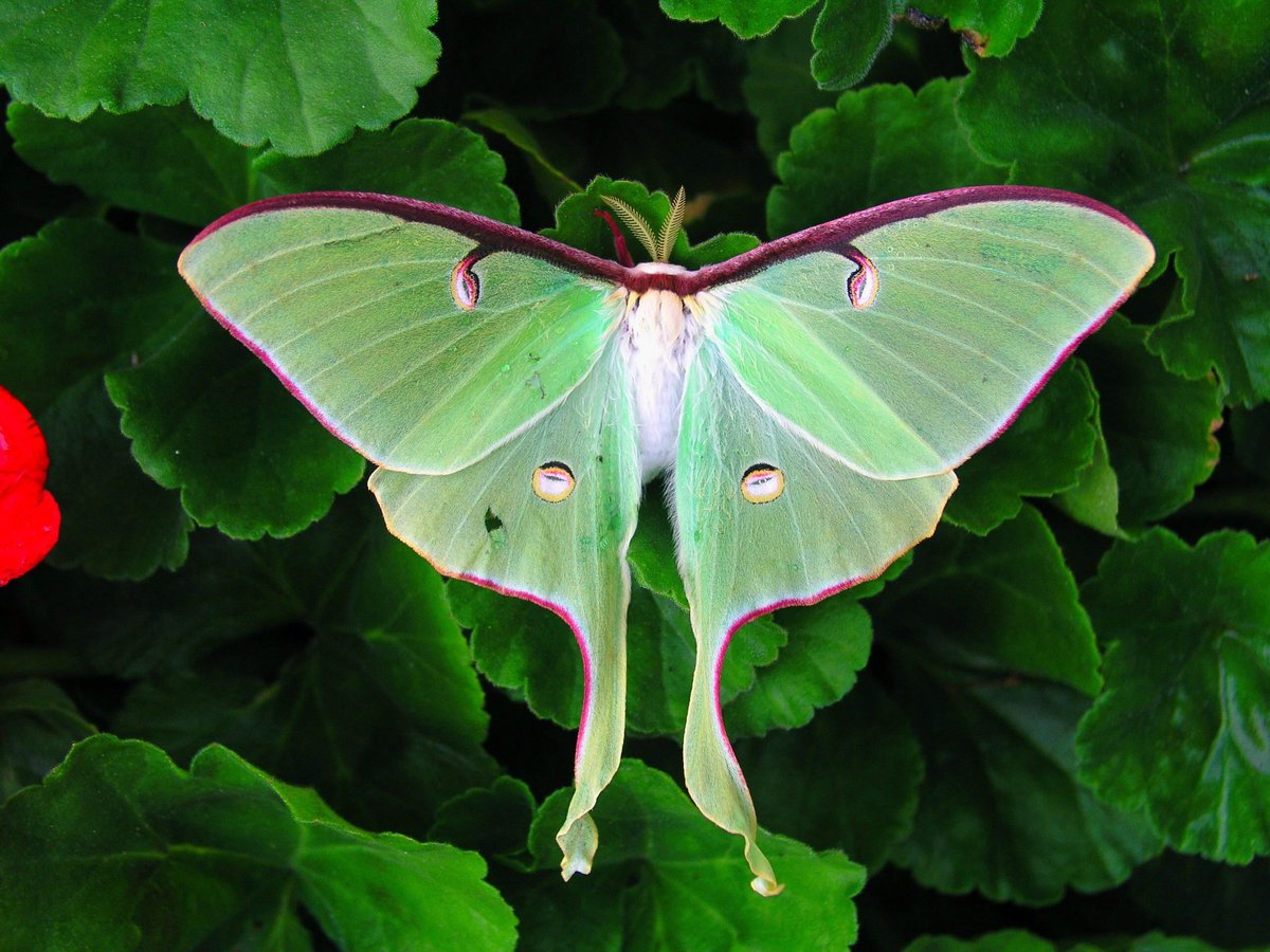 Luna moths