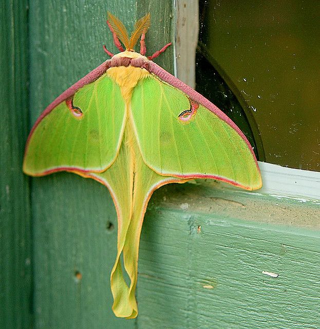 Luna moths