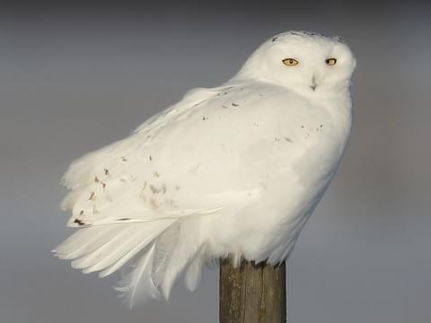 Snowy owls