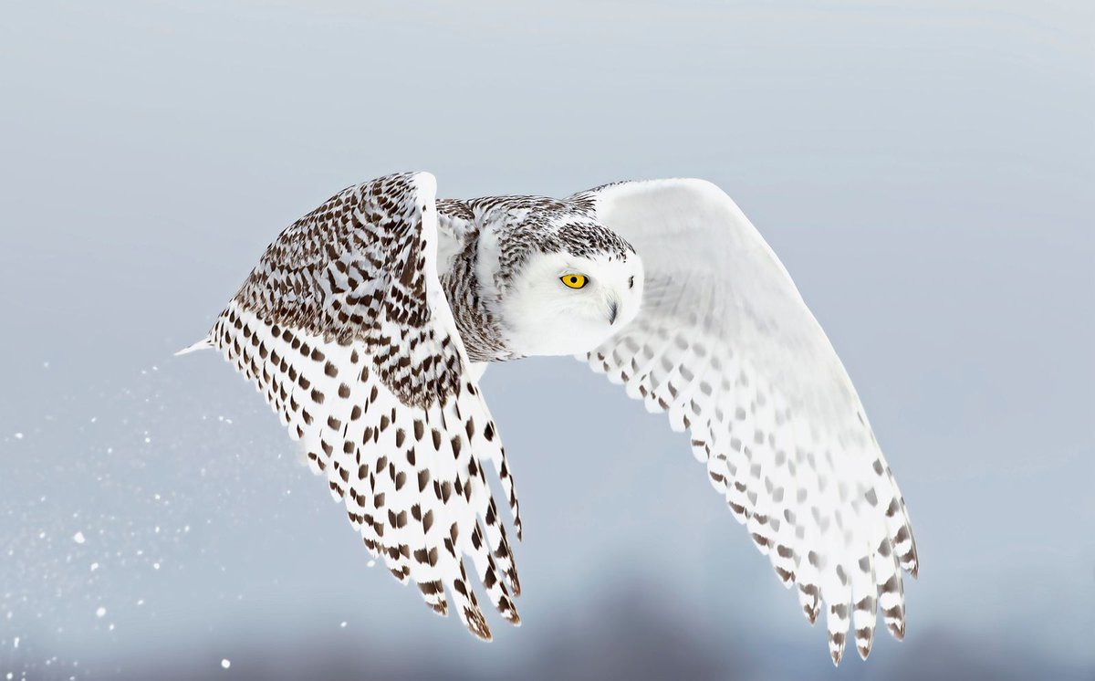 Snowy owls