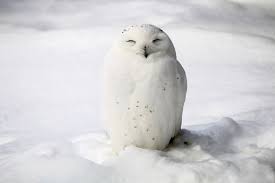 Snowy owls