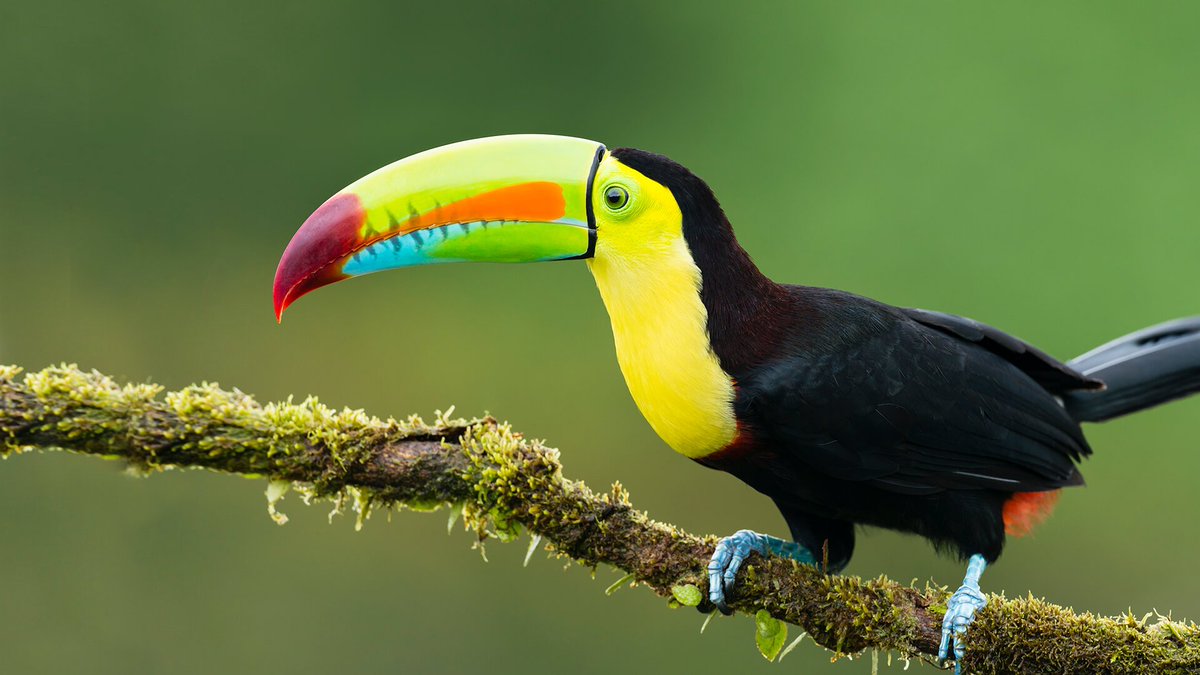 Toucans