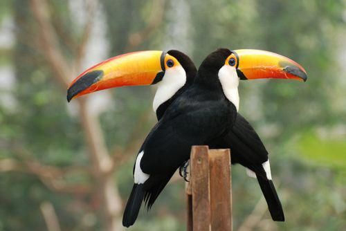 Toucans