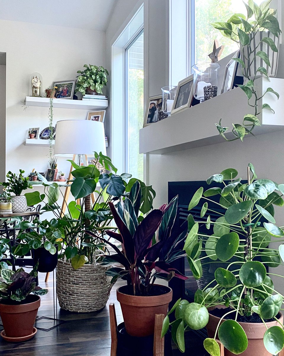 MyTastefulSpace's tweet photo. 10 Unique Plant Decorating Ideas for Your Home. #houseplantdecor #plantdecorating #plantstyle #planteriordesign #indoorplantdecor #homedecor https://t.co/q1Ut36Yp79