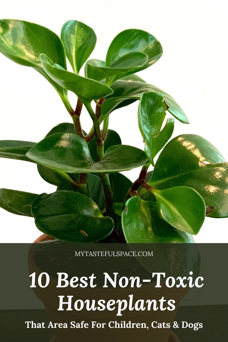MyTastefulSpace's tweet photo. Top 10 Non-Toxic Houseplants that are kids and pets friendly. #nontoxicplants #nontoxichouseplants #catfriendlyplants #catsafeplants #petfriendlyplants #petsafeplants #kidsfriendlyplants #kidssafeplants #plantssafefor... https://t.co/2LNzcCdfFQ