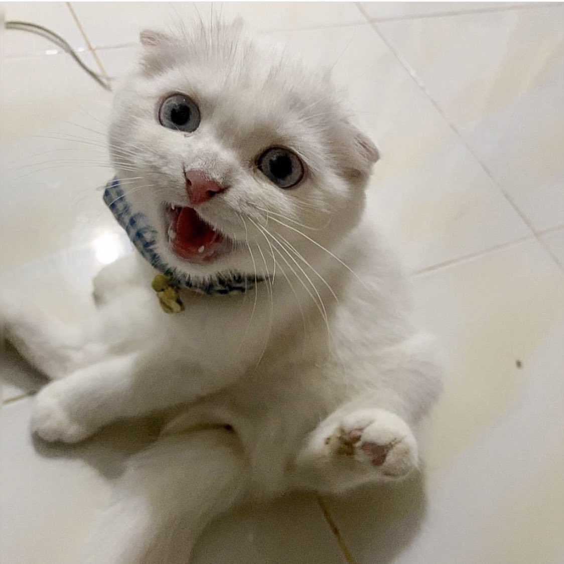 awwwfluffy's tweet photo. เห็นคนเอารูปอุ๋งไปใ้ช้เป็นโปรไฟล์แล้วไปฉอดคนอื่นเยอะมาก ไม่สบายใจเลยค่ะ ถ้าใช้รูปอุ๋งที่แตกอยู่แนะนำให้เปลี่ยนเป็นรูปที่มีความคมชัดขึ้นนะคะ รวมหน้าฉอดยัยน้องมาให้แล้วค่ะ บวกเนยแม่! บวกเน้ยยย! https://t.co/WcYyD7WTHU