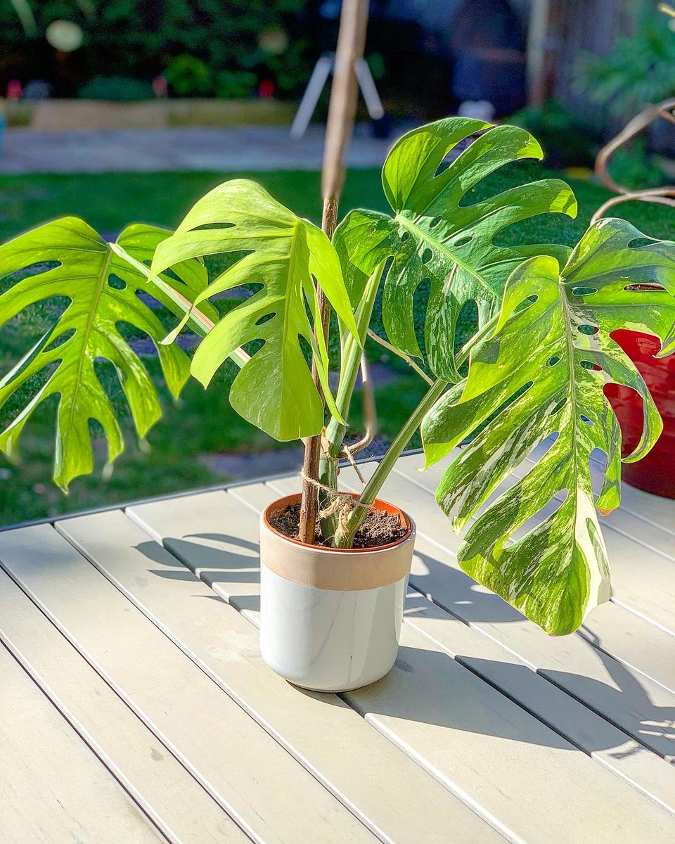 andylownslow's tweet photo. My second passion after cooking is my plants. I propagated these at Xmas and now they are thriving. I have some for sale if anyone is interested. #variagated #monstera #swisscheeseplant https://t.co/rWOmBSCP8R