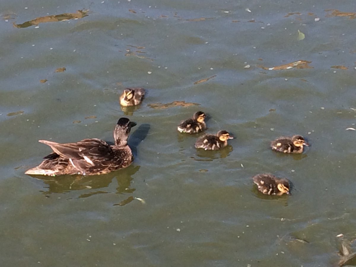 fromtheborders's tweet photo. New crop of ducklings on #Gresford Lake https://t.co/pwhbNyKZHU