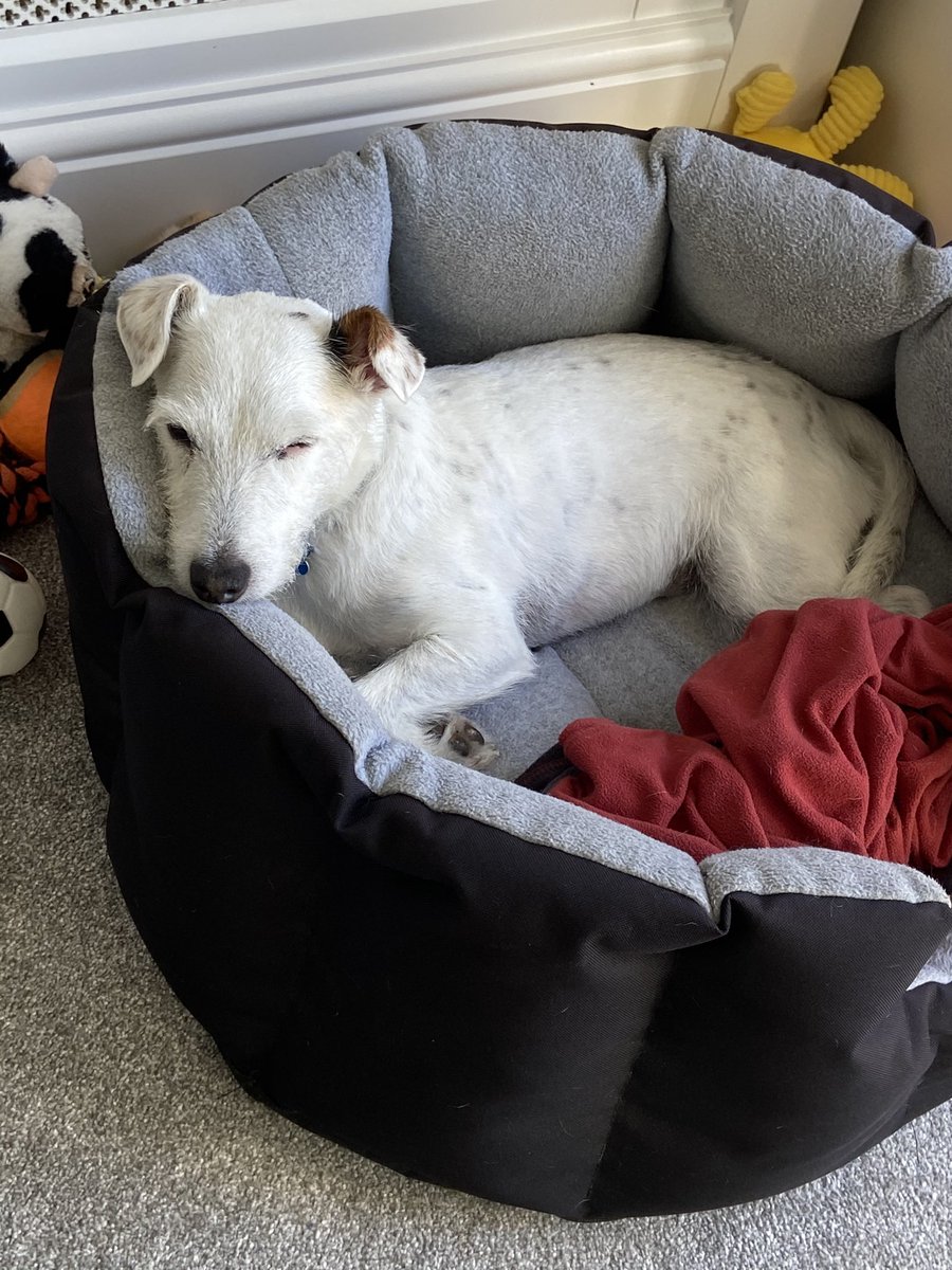 PodLegged's tweet photo. Morning fwends, wow it was hot last night, I slept in da bathroom as it was nice and cool on the tiles 🐶. Daddy only took me out dis morning to do my business, too hot for a walk n sniffles 🐶🐶. I’m gonna chill now 🐶🐶. #dogs #DogsDieInHotCars #lotsofdrinks #RSPCA #StayAtHome https://t.co/wi41wiTsEO