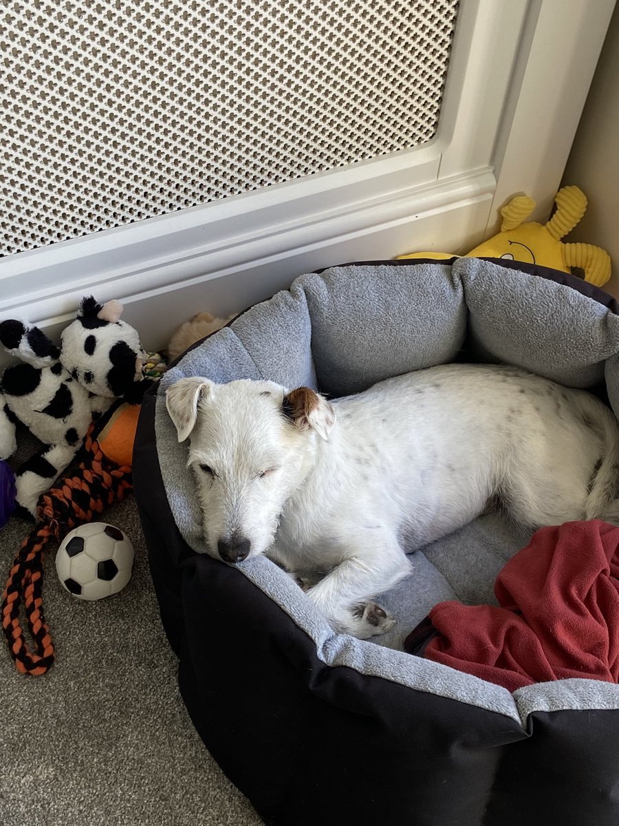 PodLegged's tweet photo. Morning fwends, wow it was hot last night, I slept in da bathroom as it was nice and cool on the tiles 🐶. Daddy only took me out dis morning to do my business, too hot for a walk n sniffles 🐶🐶. I’m gonna chill now 🐶🐶. #dogs #DogsDieInHotCars #lotsofdrinks #RSPCA #StayAtHome https://t.co/wi41wiTsEO