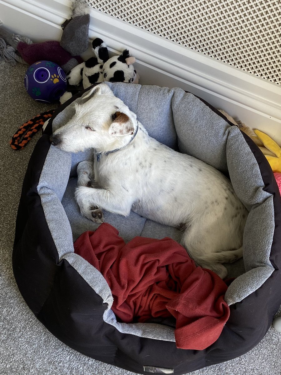 PodLegged's tweet photo. Morning fwends, wow it was hot last night, I slept in da bathroom as it was nice and cool on the tiles 🐶. Daddy only took me out dis morning to do my business, too hot for a walk n sniffles 🐶🐶. I’m gonna chill now 🐶🐶. #dogs #DogsDieInHotCars #lotsofdrinks #RSPCA #StayAtHome https://t.co/wi41wiTsEO