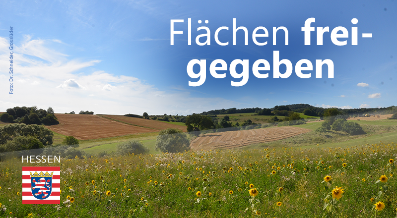 Ab 1. Juli werden landesweit Brachen, die als ökologische Vorrangflächen ausgewiesen sind, zur Futternutzung freigegeben. Damit stehen zusätzlich ca. 10.000 Hektar zur Versorgung der Tiere bereit. (1/2)