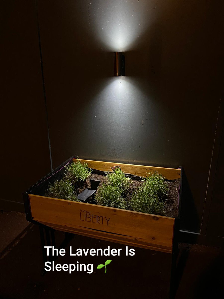 Lavender Hill At Night 