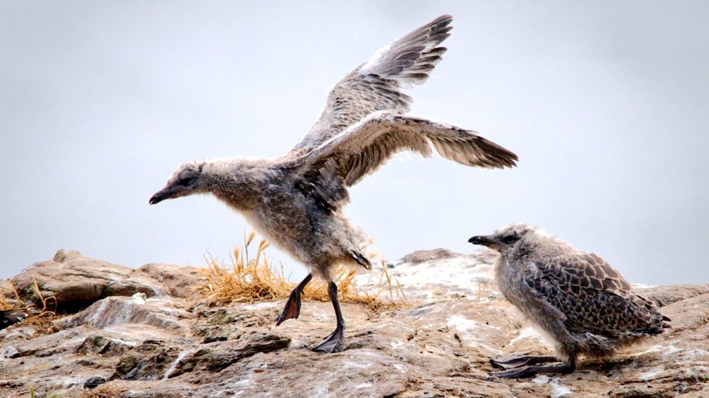 Do #birds learn to fly, and how ? 🤔

<a href="/RuauxG/">Geoffrey Ruaux</a> (first paper!), S. Lumineau and I tried to synthesize 100+ papers on the subject. Our review is out in <a href="/RSocPublishing/">Royal Society Publishing</a> Proceedings B doi.org/10.1098/rspb.2…

Save yourself some reading time! 😏

<a href="/cnrs/">CNRS 🌍</a> @UnivRennes1
#flight #behavior