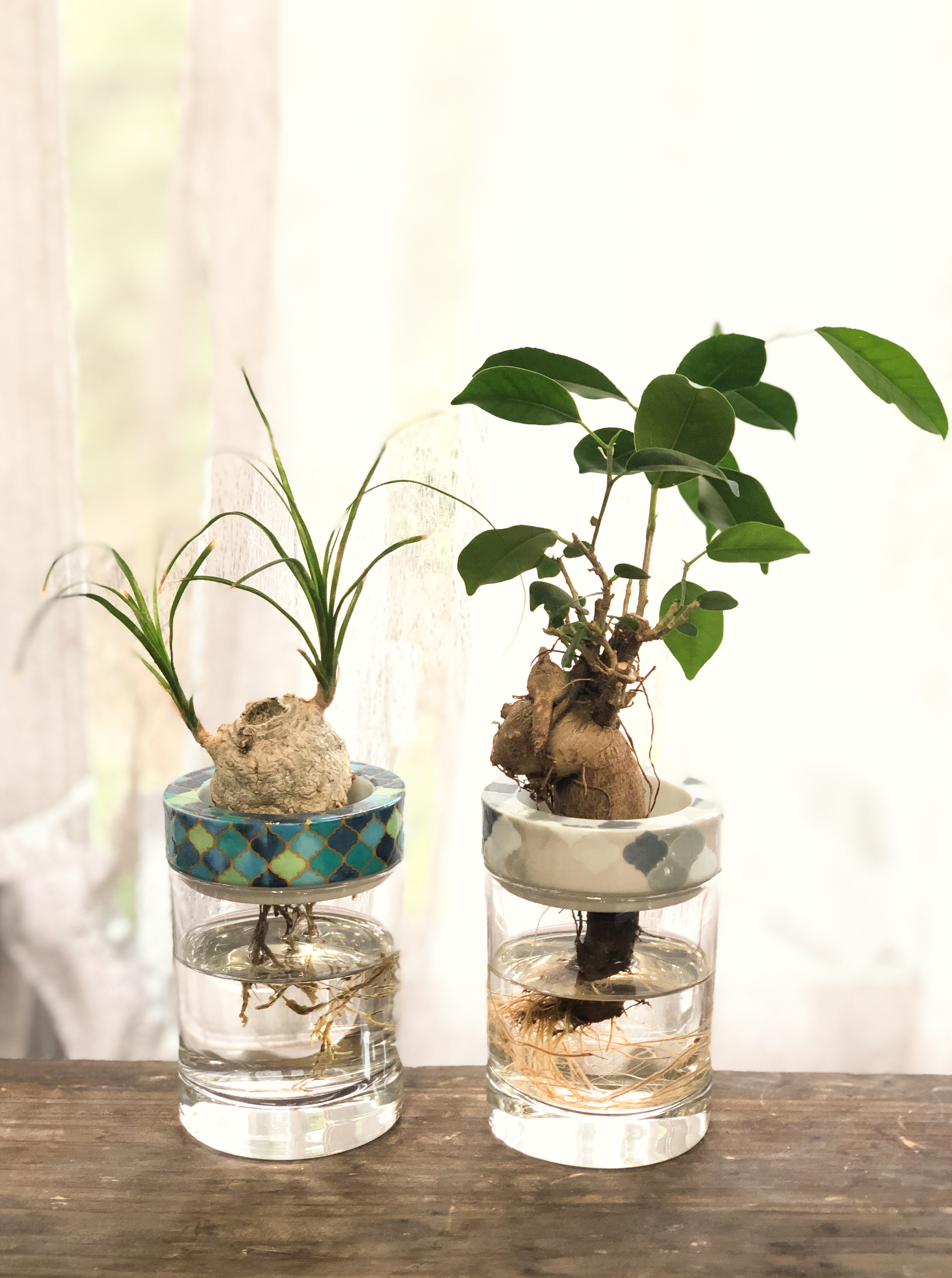 Blue Plants 水耕栽培できる植物 みなさんこんにちは Blue Plantsです 本日は 水耕栽培できる植物シリーズ第４弾 樹木 塊根植物 についてご紹介します 1枚目はガジュマル トックリラン 2枚目はパキポディウム アデニウムです 塊根植物