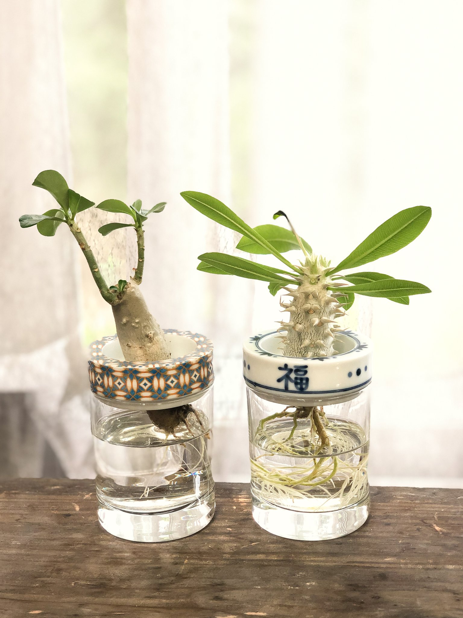 Blue Plants 水耕栽培できる植物 みなさんこんにちは Blue Plantsです 本日は 水耕栽培できる植物 シリーズ第4弾 樹木 塊根植物 についてご紹介します 1枚目はガジュマル トックリラン 2枚目はパキポディウム アデニウムです 塊根植物 Blue Plants 水耕栽培できる植物 みなさんこんにちは Blue Plantsです 本日は 水耕栽培できる植物 シリーズ第4弾 樹木 塊根植物 についてご紹介します 1枚目はガジュマル トックリラン 2枚目はパキポディウム アデニウムです 塊根植物