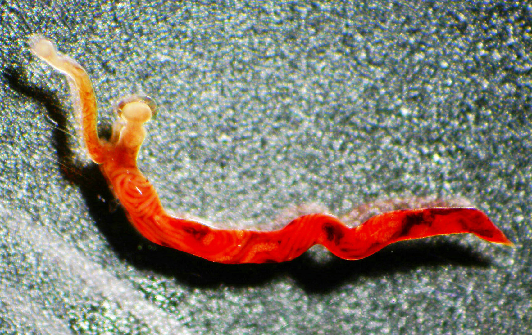 佐々木瑞希 旭川医大寄生虫 獣医学の教科書に載ってるけど あまり人気がない 気管開嘴虫 写真のようにオスとメスが交接した状態で鳥類の気管に寄生します 重症の場合 嘴 くちばし を開いてはぁはぁ呼吸するから 開嘴虫 2 Cmくらいです 赤い