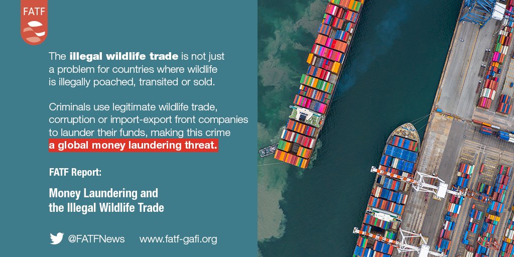 FATFNews's tweet photo. The illicit money generated from the illegal wildlife trade is a multi-billion dollar criminal activity and financial investigations are key to dismantling it, according to a new FATF report. See the full report here: https://t.co/ds0DYaGtvF 1/ #Wildlife https://t.co/9GyKJDTBJs