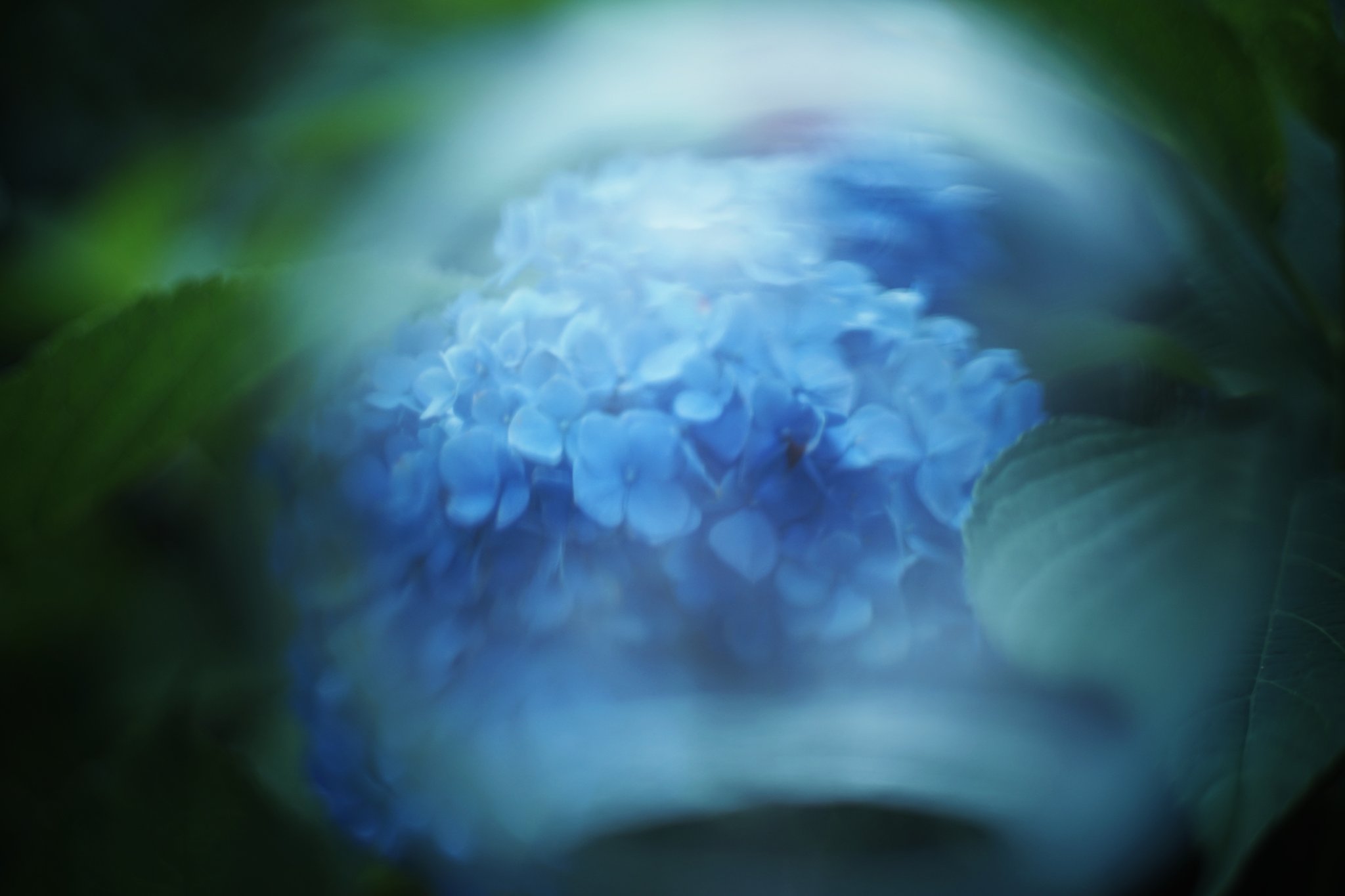 紫陽花風鈴 Twitter Search Twitter