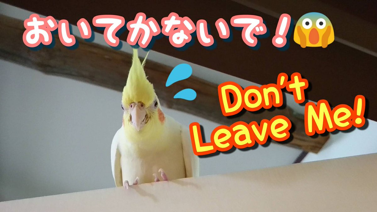 Check out our new video! Levy the #cockatiel follows us around the house. 新動画アップしました! #甘えん坊 な #オカメインコ のレヴィが家中についてくる。
#インコ #funnypets
.
youtu.be/mizcixFylsY