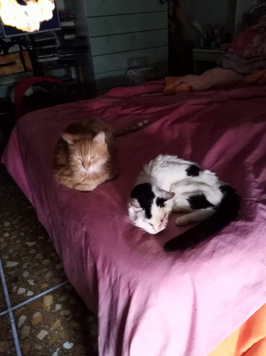 PcclsTerminal_'s tweet photo. Oggi è 1 anniversario particolare, queste sono le foto: 1-  Carletto e Colombina 2- settimana dopo, Carletto e Colombina, 3- mese dopo, ultimo giorno di COLOMBINA su 1 lenzuolo bianco,4-stessa sera e seguenti..e CARLETTO 📣 ECCO CHI STATE TORTURANDO e MASSACRANDO #JULIN @CHINA?🙏 https://t.co/aA6Y9wd6Hm