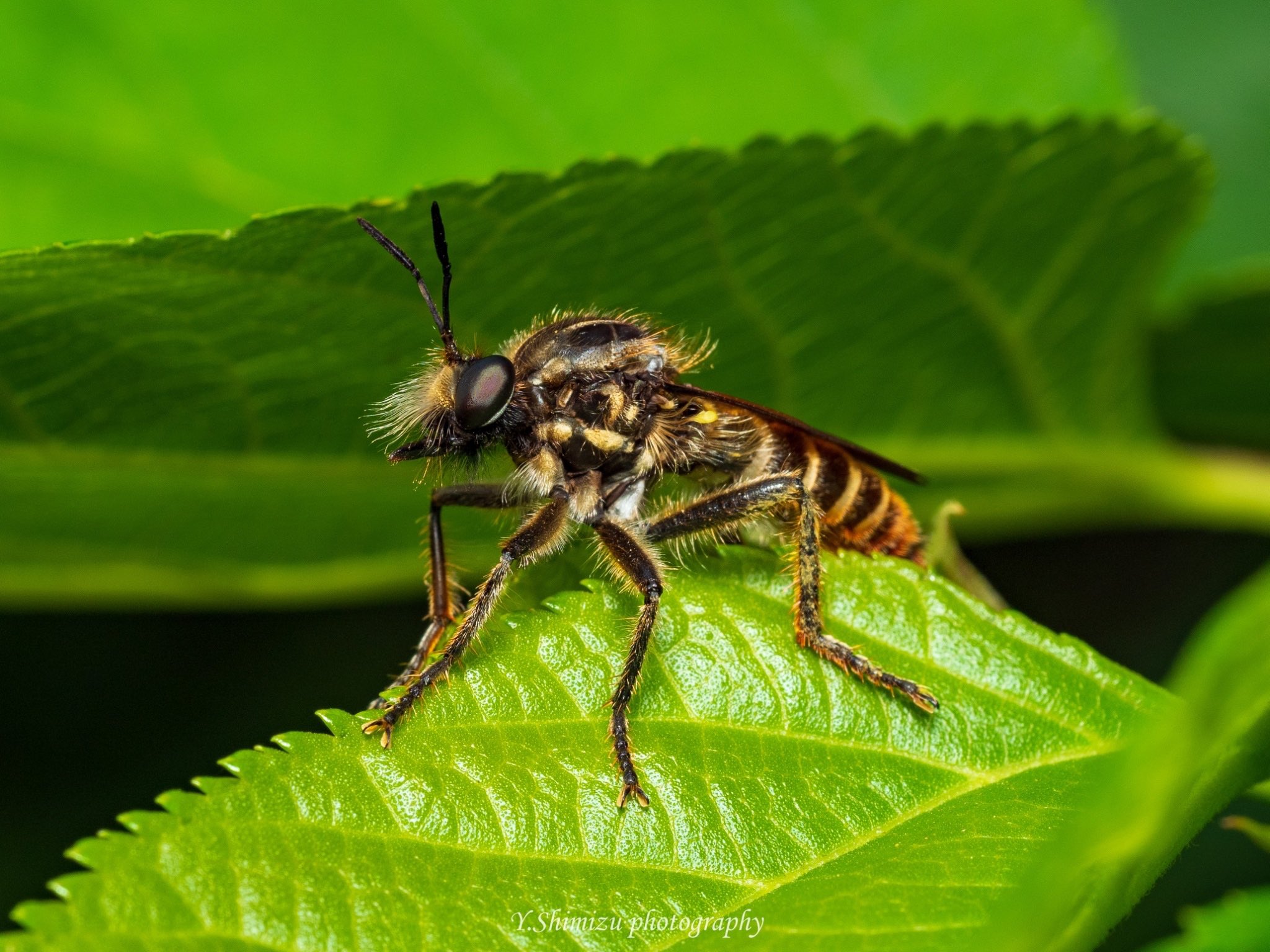 しみず 虫撮る人 このかっこいいアブさんの名前がわからない 昆虫 昆虫写真 キリトリセカイ 東京カメラ部 ファインダー越しの私の世界 写真好きな人と繋がりたい Olympus 教えて虫の人 T Co Keycpdayat Twitter