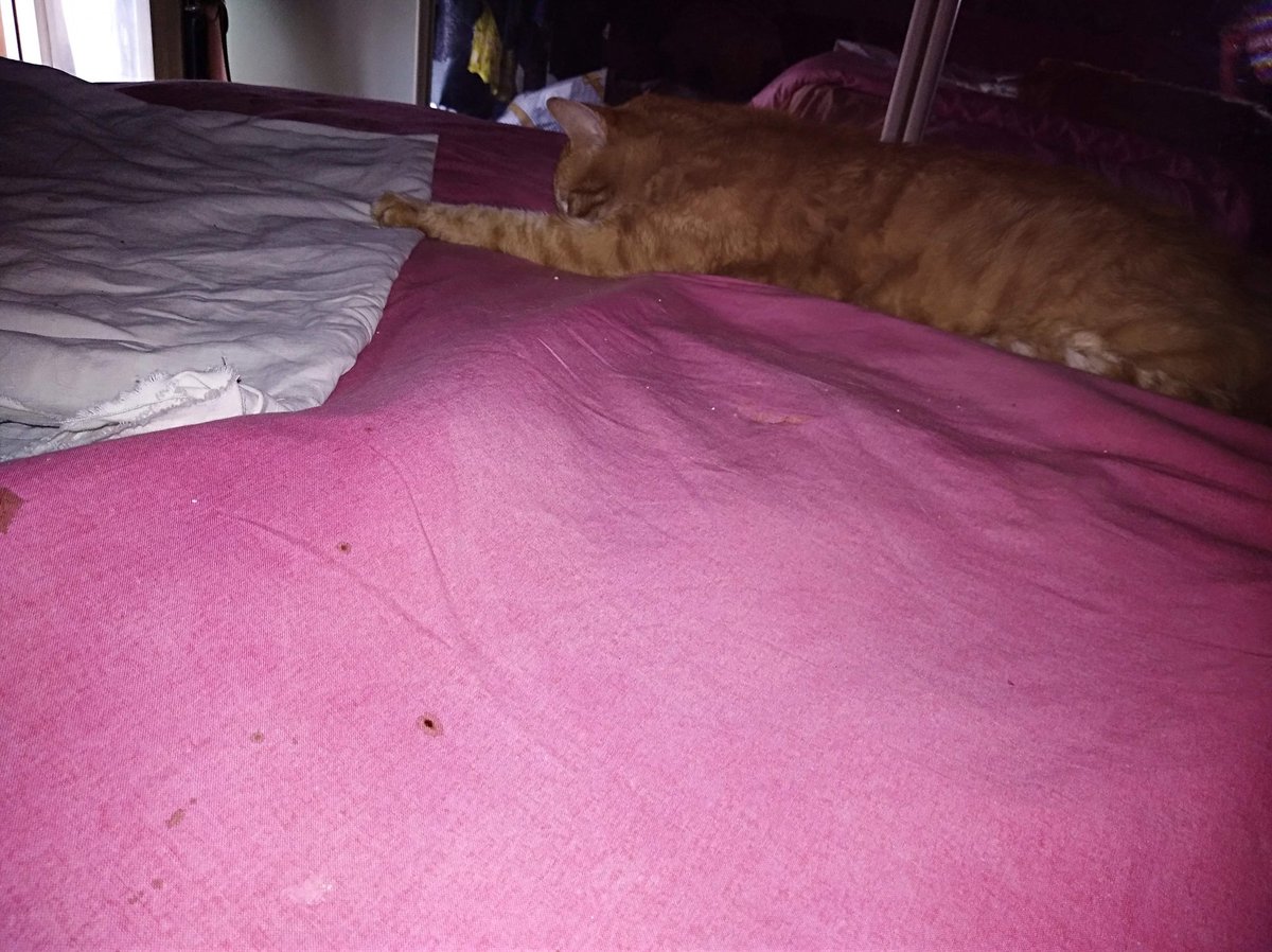 PcclsTerminal_'s tweet photo. Oggi è 1 anniversario particolare, queste sono le foto: 1-  Carletto e Colombina 2- settimana dopo, Carletto e Colombina, 3- mese dopo, ultimo giorno di COLOMBINA su 1 lenzuolo bianco,4-stessa sera e seguenti..e CARLETTO 📣 ECCO CHI STATE TORTURANDO e MASSACRANDO #JULIN @CHINA?🙏 https://t.co/aA6Y9wd6Hm