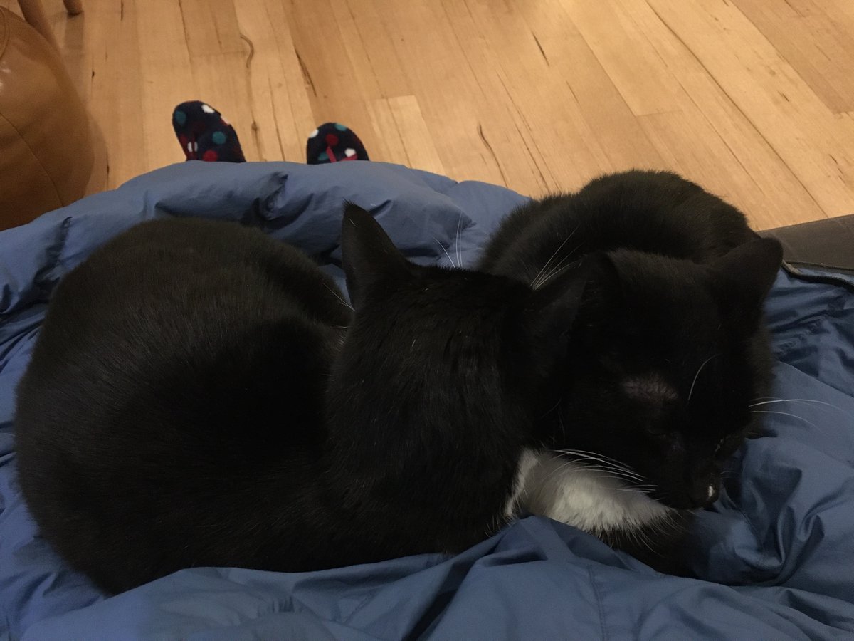 FrugalityFreedm's tweet photo. Lap cats. #housesittinglife #wineinhand https://t.co/N5KljBMdIn