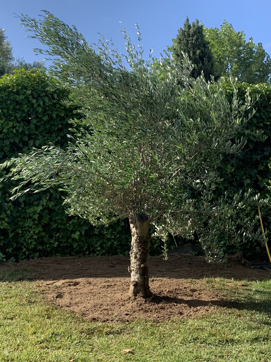BeatriceCovassi's tweet photo. Stamane abbiamo piantato un olivo in memoria di papà e mamma.
Sarebbe bello piantare un albero in ricordo di ogni vittima di questa pandemia, come segno di rispetto e al tempo stesso di speranza e nuova vita. #COVID19 #25giugno https://t.co/LplOTYlIdi