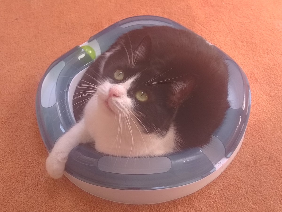 The cat account formerly known as Milmo tweet media