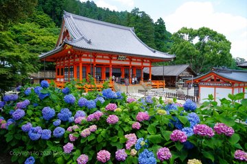 22 大阪でおすすめの紫陽花 あじさい の名所10選 見頃や開花情報 アクセスなどを紹介 ニシタビ