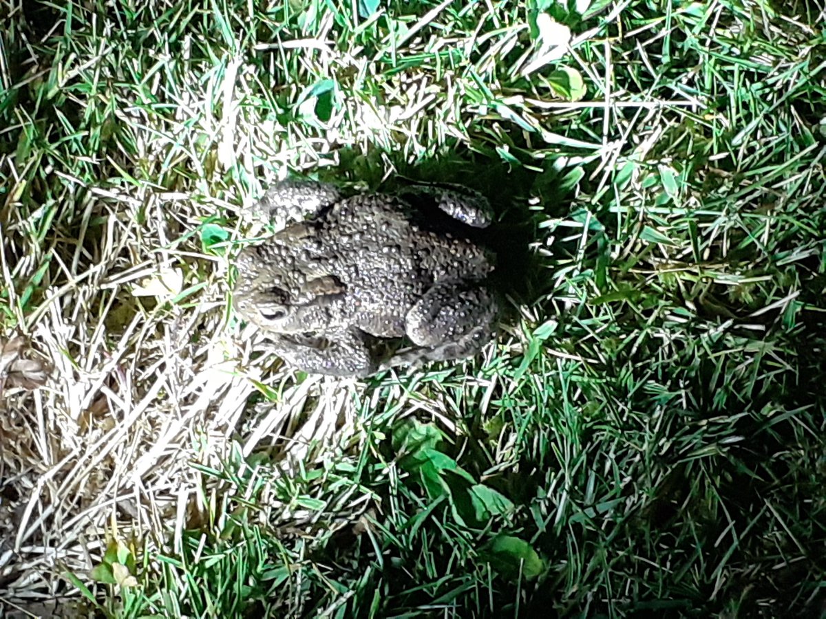 Day 25 #30DaysWild it was a lovely evening for moon gazing and pond watching with a torch! I enjoyed chasing the new moon through the lens, finally papped that elusive toad and threw in a frog for good measure 🐸🌙🦇 #randomactofwildness <a href="/NorfolkWT/">Norfolk Wildlife Trust</a> <a href="/Bertseyeview1/">Robert Morgan</a>
