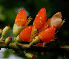 arbolespe's tweet photo. #Balú #Bucaredeagua #Pericoco (Erythrina edulis Micheli) F Fabaceae. Los frutos del Balú parecen un frijol gigante de color blanco que pueden consumirse directamente, guisados, fritos, asados, cocidos, encurtidos, en jugos y múltiples dulces. https://t.co/73qL0phm8E