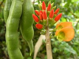 arbolespe's tweet photo. #Balú #Bucaredeagua #Pericoco (Erythrina edulis Micheli) F Fabaceae. Los frutos del Balú parecen un frijol gigante de color blanco que pueden consumirse directamente, guisados, fritos, asados, cocidos, encurtidos, en jugos y múltiples dulces. https://t.co/73qL0phm8E