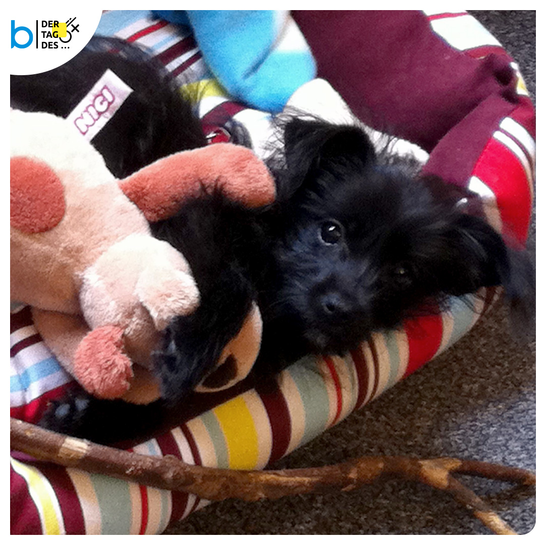 brainbits_gmbh's tweet photo. Heute ist der internationale #Bürohundtag – Ein Tag, um unsere vierbeinigen Freunde zu feiern, die uns immer wieder den Arbeitsalltag auflockern und dabei helfen, Stress abzubauen und einen klaren Kopf zu bekommen. 
#teambürohund #hundeimbüro #hundeliebe #insightbrainbits https://t.co/uEYfJ4Vhi5