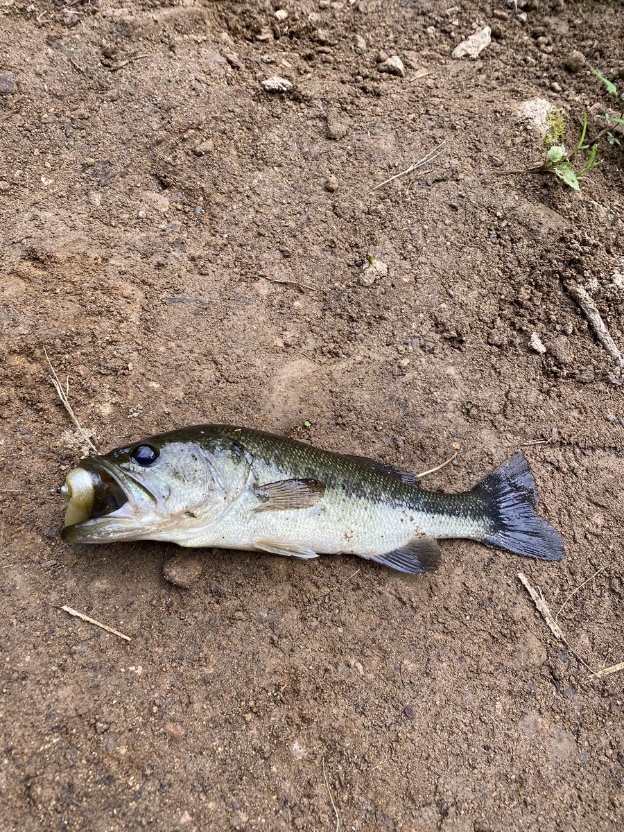 OneBite18's tweet photo. 今日の朝練🎣
マルノミをまるのみでした❗️ https://t.co/dXdu3VYF4f