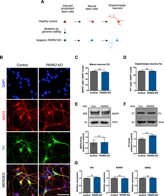 WadeMartinsLab's tweet photo. Our paper with our collaborators in the Meyer lab at the University of Southern Denmark exploring the effects of the loss of the #Parkinson's gene #PARK2 on the lysosome activity is published https://t.co/Xnpkgu4DUa https://t.co/VR2BwGFUDr