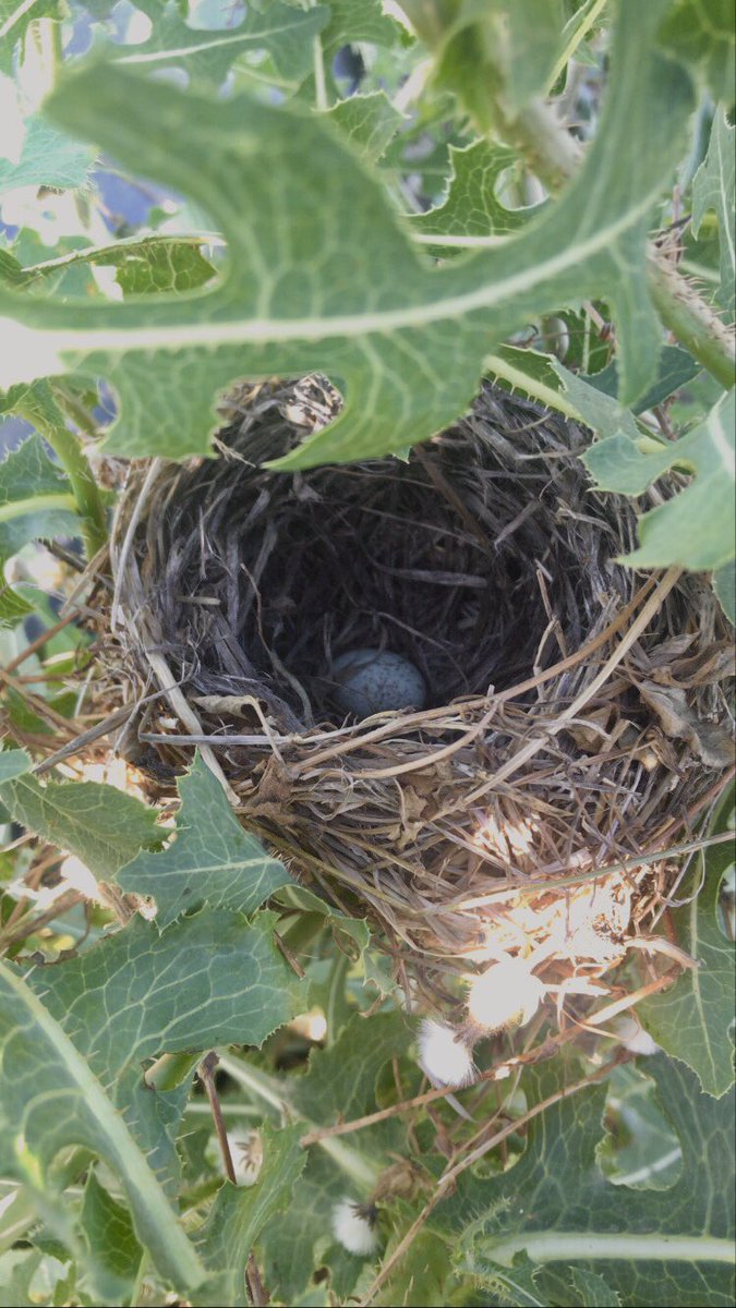 Serrabennn's tweet photo. Ben bi şey bulduuum🐣 https://t.co/zB92bRkOFi
