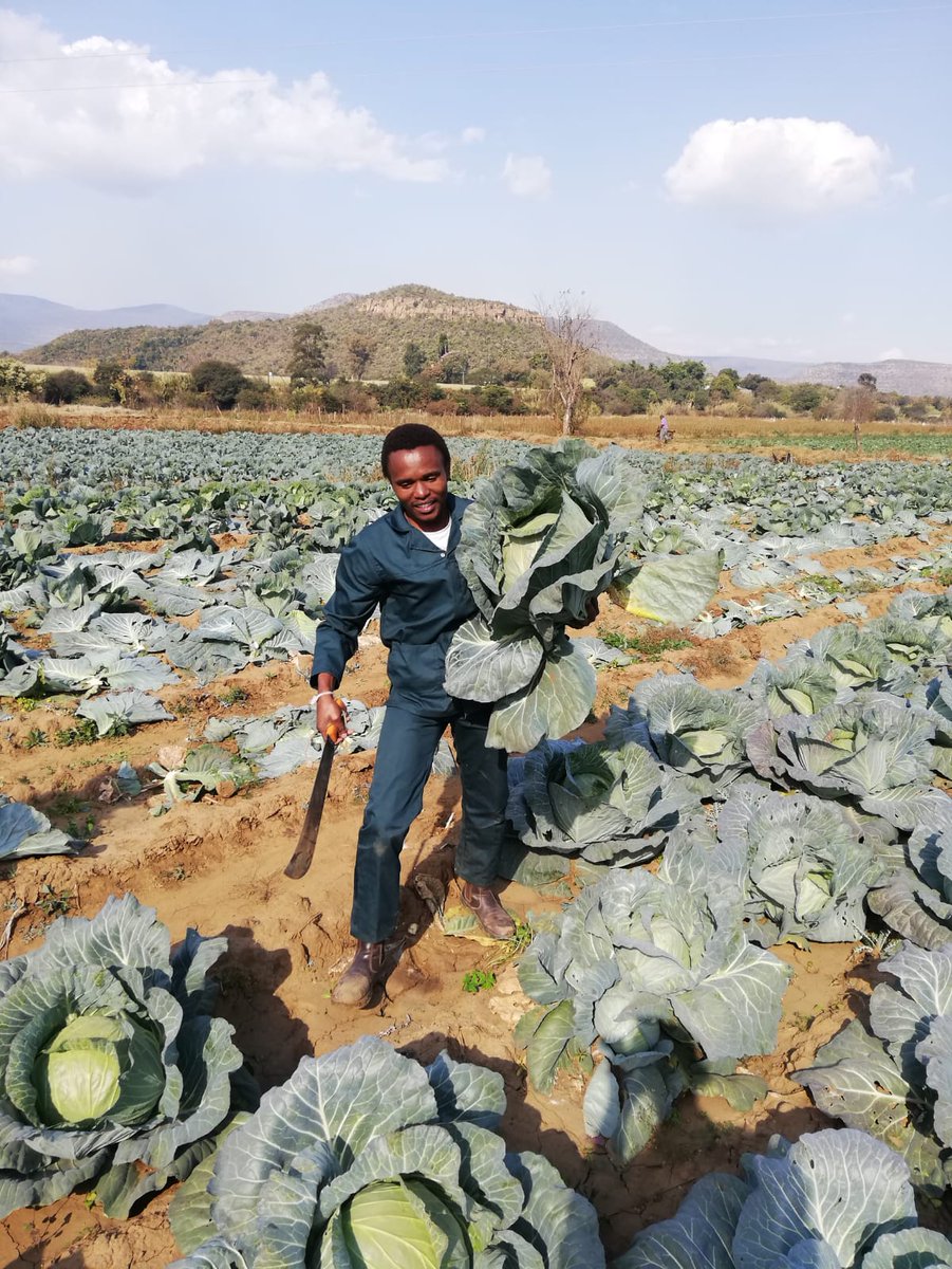 We have cabbages that we had planned to sell for school nutrition programmes. Now the market is down and we are battling. Please help link us with buyers: 0766476228. 🙏😊

<a href="/djsbu/">djsbu</a> <a href="/ukhozi_fm/">Ukhozi FM Official 📻</a> <a href="/RealBlackCoffee/">Black Coffee</a> @DRDLR_online <a href="/SAgovnews/">@SAgovnews</a> <a href="/FoodLoversMkt/">Food Lover's Market</a> <a href="/Shoprite_SA/">Shoprite SA</a>