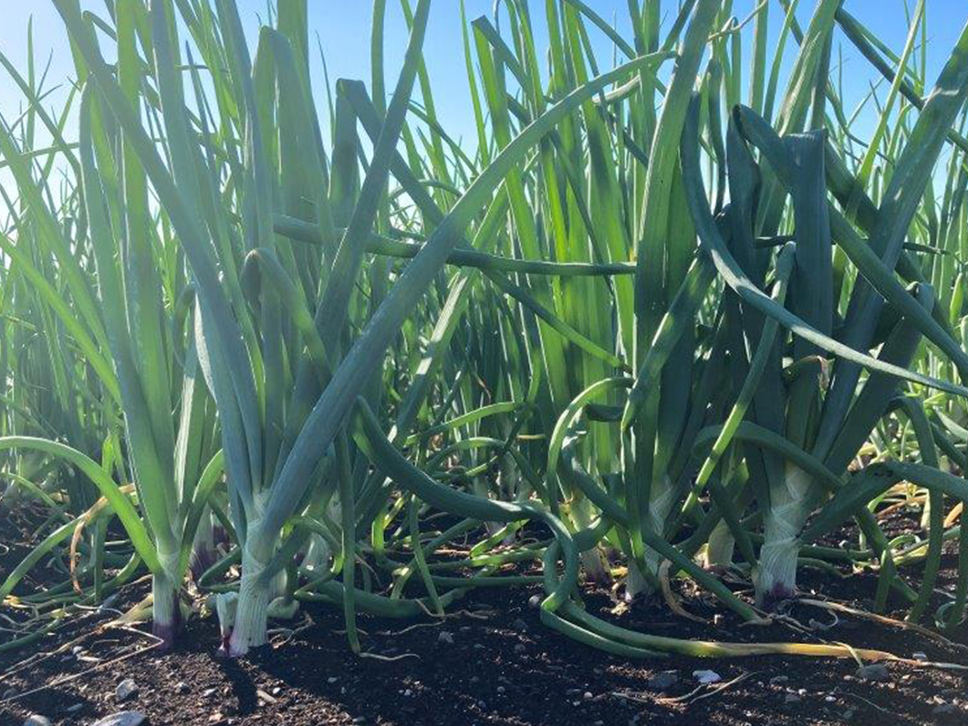 If you like onion photos, you're going to LOVE this week's market and crop update! Check it out right here: onionbusiness.com/market-and-cro… #onion #market #crop #stillfarming And thanks to Rick Minkus <a href="/MinkusFamFarms/">Minkus Farms</a> for this week's feature photo!