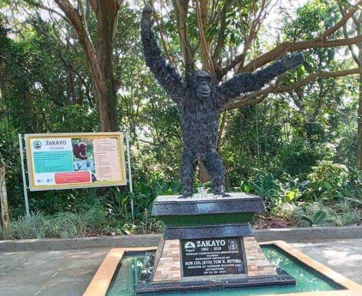 The Zakayo monument was unveiled @UWEC_EntebbeZoo on Tuesday, 23rd June 2020 by Uganda's Tourism Minister Col. [Rtd] Tom Butiime. Coming soon is the 2nd annual #ZakayoDay due on Oct. 27. The legendary #Chimp still stands

#GetInvolved @EricNtalo #VisitUWEC @jmusinguzi39 
#Entebbe