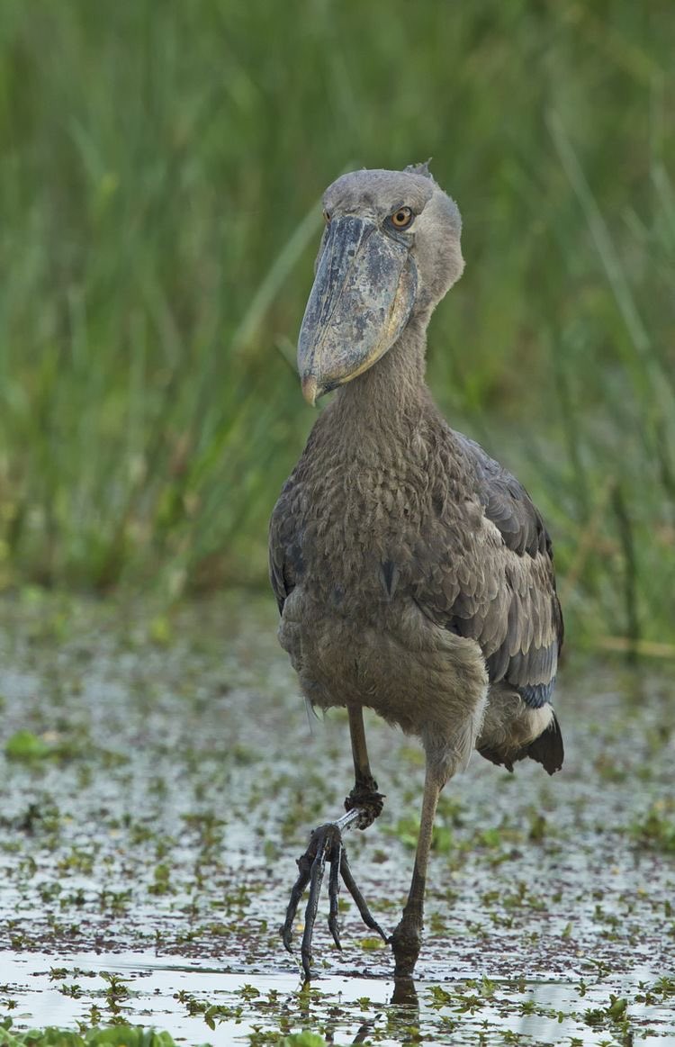 ♡ハシビ口コウ♡ Amazon.co.jp: 柴咲コウ Single Best: ミュージック