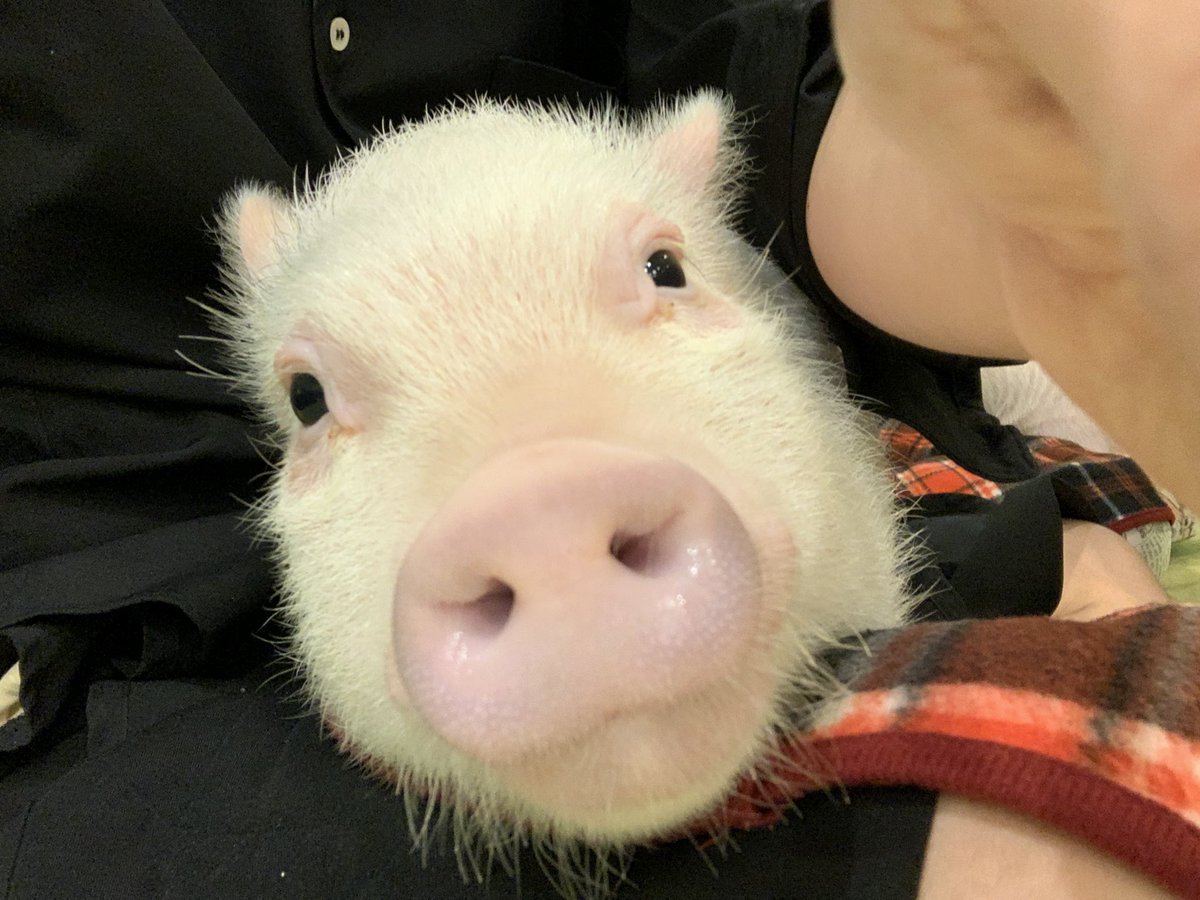 横田誓哉 Seiya Yokota 自粛を少し解いて念願だったマイクロブタのカフェへ 可愛かったー マイクロブタも日本で 飼えるようになったみたいなのでペットで飼うのは一生の夢です