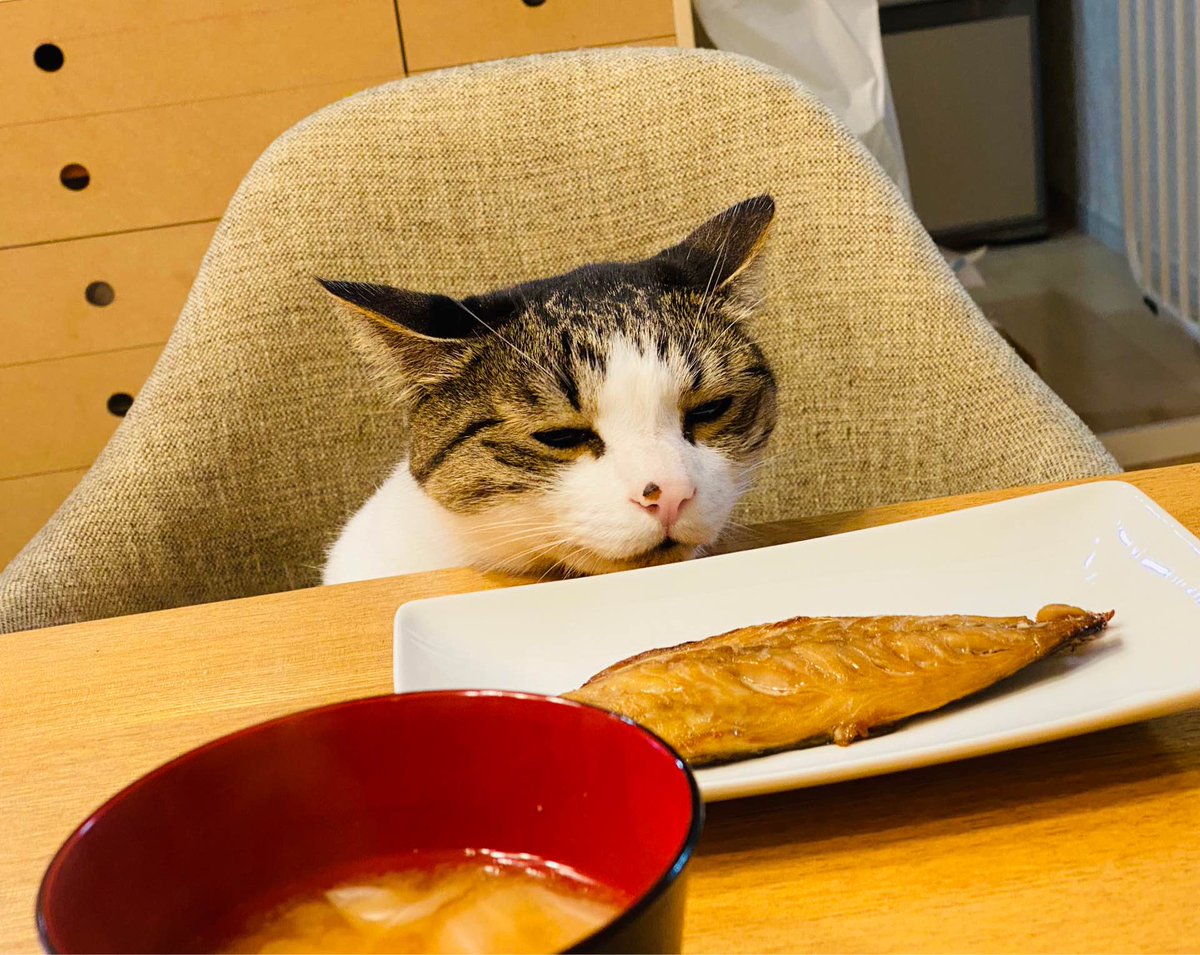 それぞれの思いが交差 魚を狙う猫とシャッターチャンスを狙うガッチさん 話題の画像プラス それぞれの思いが交差 魚を狙う猫とシャッターチャンスを狙うガッチさん 話題の画像プラス