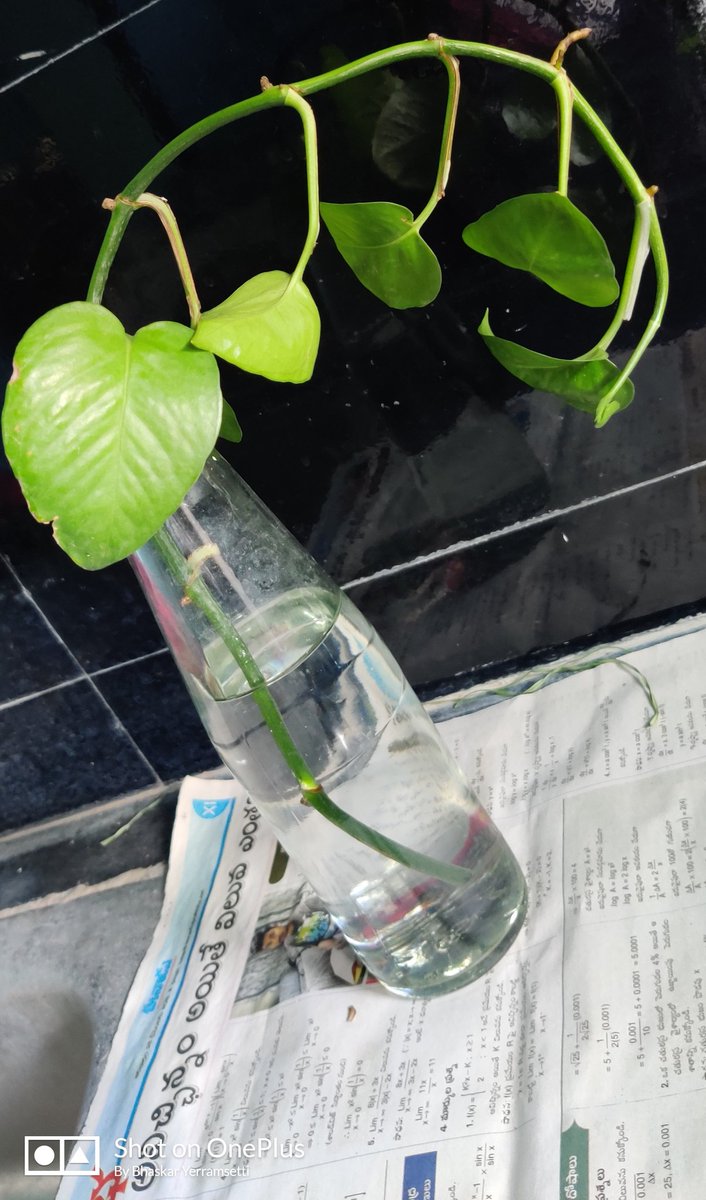 RenascentRaam's tweet image. Proliferation of leaves are awaiting in this tiny sampling...
Gauging the process of evolution with this money plant 💰 🌱.
#decisiontree
#learningrate 
#habits
#MachineLearning 
#100DaysOfCode 
#CodeNewbie