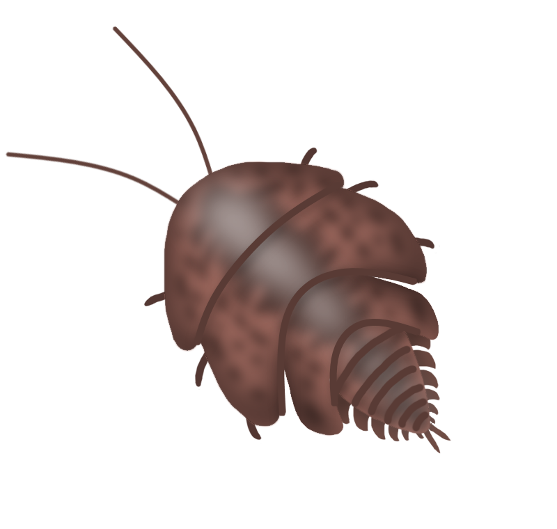 たてぃとぅてと 古生物と虫 一方 イラストにいる ゴキブリ様昆虫 の幼虫は 現在のゴキブリの幼虫とは明らかに異なる姿をしています 丸っこい前半身に対し 体の後半は端がトゲトゲで 何となく縮めたサンヨウベニボタルのような姿をしています