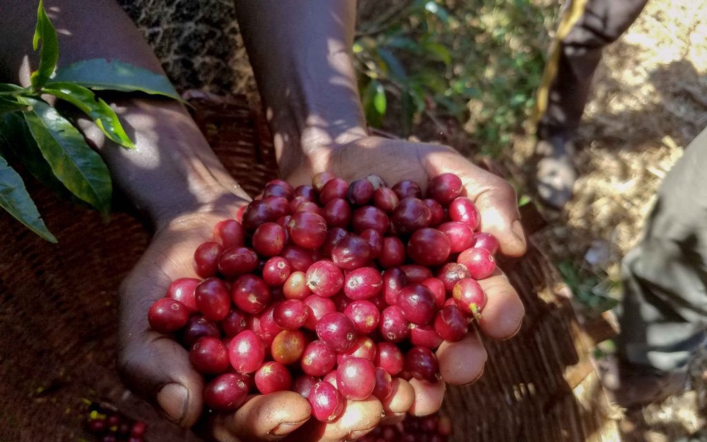 New coffees dropping today! Try our Costa Rica La Rosa and Ethiopia Guji Shakiso. Two very different but exciting coffees that have unique complexity and range of flavor profile. Learn more at bkgcoffee.com!