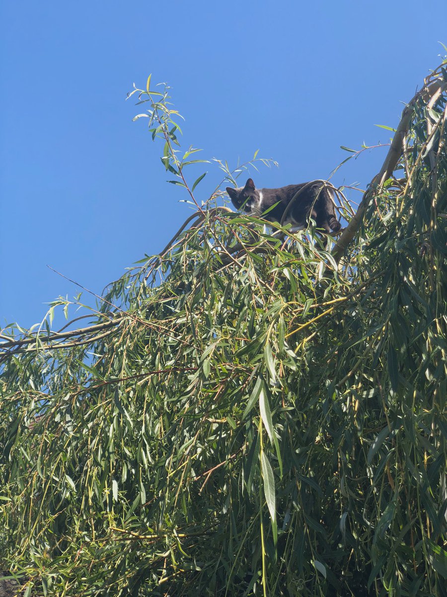 Looked out my window to some meowing. Dusty has gone exploring it seems.