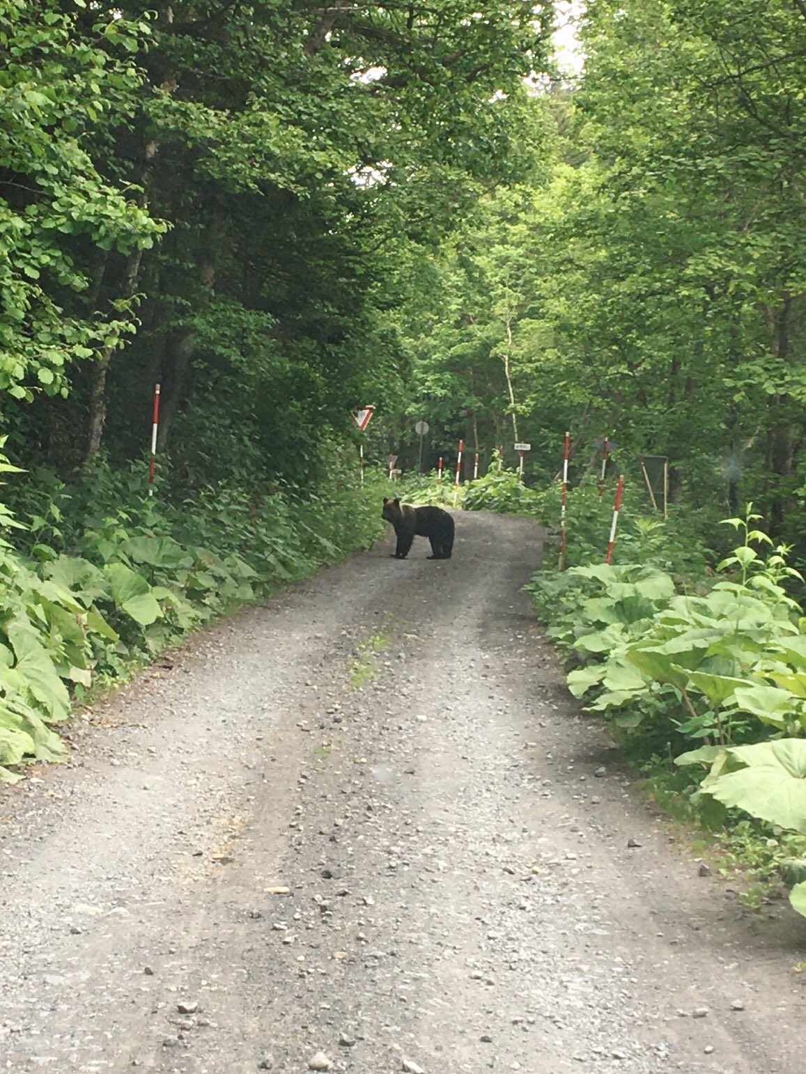 非公式 P Yamanoue 非公式 熊さん 熊 ヒグマ Pyamanoue Sounkyocom 北海道 Hokkaido 上川町 Kamikawacho Discoverkamikawacho 層雲峡 層雲峡温泉 Sounkyo 大雪山 Daisetsuzan 写真 動物 ペンション山の上