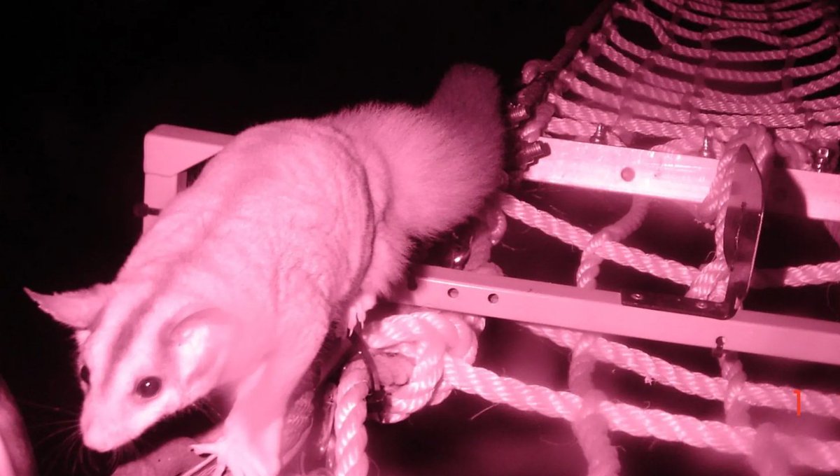 Eekhoornbrug in Australië waar ook andere dieren gebruik van maken.  https://www.smh.com.au/technology/hume-highway-rope-bridges-help-revive-squirrel-glider-population-20150706-gi5teh.html